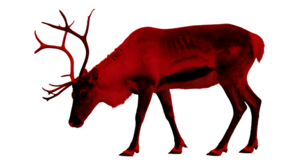 A majestic red reindeer with large antlers stands with its head down grazing on a transparent background isolated on transparent background