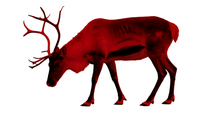 A majestic red reindeer with large antlers stands with its head down grazing on a transparent background isolated on transparent background - Powered by Adobe