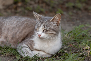 Cute gray with white cat resting in the grass.Cat sleeping outdoors in the yard.