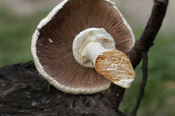 Mushroom with a round cap and a large stem.