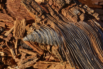 Close-up of an old tree where a branch joins the trunk. The wood fibers are splitting and cracked from age and sunlight. Natural texture with warm brown tones, suitable for design and background use.
