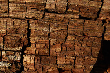 Close-up of old wood with a cracked surface and rich brown color. Macro shot showing the natural texture of aged timber shaped by time and weather.