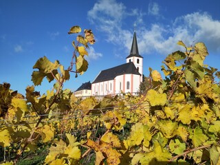 Weinberg mit der Kirche St. Peter und Paul in Hochheim an einem sonnigen Herbsttag