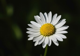 Obraz premium A vibrant macro photograph capturing the delicate white petals and bright yellow center of a single common daisy in sunlight, head, macro, growth