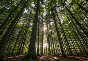 Dense stand of towering beech trees reaching toward the sunlight, illustrating sustainable forest management and natural woodland habitat, landscape, tall, silviculture