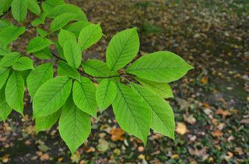 White cubus magnolia tree branch with green leaves in early autumn .Closeup outdoors photo .Nature ,trees , natural environment .