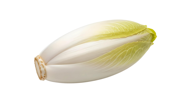 Fresh single Belgian endive, a crisp and healthy vegetable ingredient isolated on a transparent background