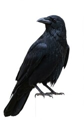 Fototapeta premium A majestic black crow perched against a pristine white backdrop, showcasing its glossy feathers and sharp features in stark contrast, bird, raven, nature