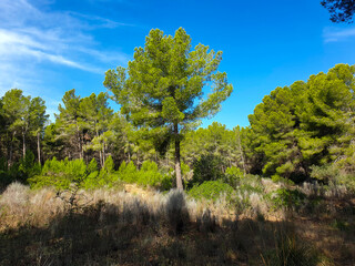 La Trapa hiking trail with beautiful pine forests Mallorca Balearic Islands Spain