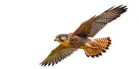 American kestrel flying isolated on transparent background in a studio shot