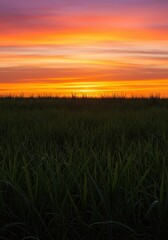 Vibrant orange and pink sunset over a vast green field of sugarcane stalks waving gently under the warm, fading light ,bright, sugar, twilight