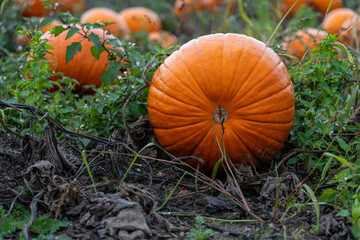 A large ripe orange pumpkin rests on the muddy ground, partially surrounded by green weeds and dry vines. The scene captures the autumn harvest and natural growth in the pumpkin patch