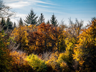 Herbstlich gefärbter Mischwald