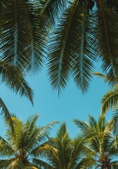 Fototapeta premium Lush tropical palm tree canopy texture against a bright blue sky. Natural pattern of fronds creating shade and exotic vacation vibes in warm sunlight ,blue ,growth ,plant