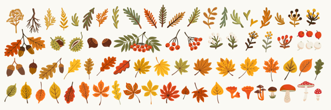 Autumn vector sticker set with cute seasonal elements, fall leaves, acorns, mushrooms, berries, and branches. Cozy handdrawn illustration in warm orange, yellow, and green tones.