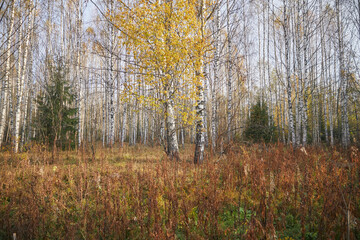 Landscape of birch forest with dry grass in late autumn