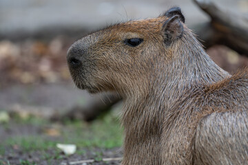 Noble Capybara Profile: Detailed Close-Up Portrait