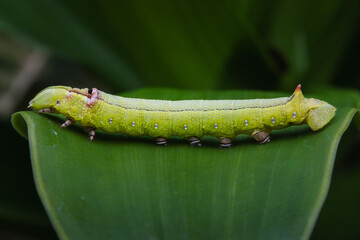 Green Caterpillar