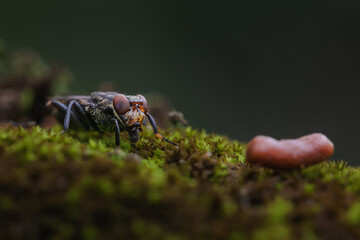 Fly on Moss Macro