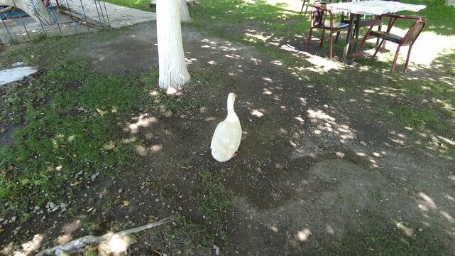 The goose wandering among the trees is looking for food.