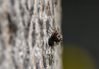 Fly on Tree Trunk Looking at Camera