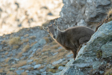 Baby alpine ibex also called wild mountain goat (Species: Capra ibex) sitting among rocks, Italian Alps. 
