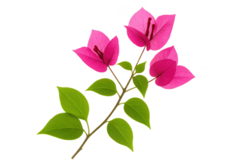 Bougainvillea branch with vivid magenta bracts isolated on pure white background