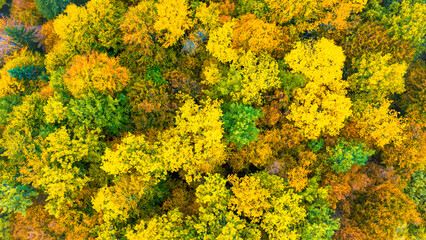 Aerial view of colorful autumn forest canopy with yellow and green treetops creating vibrant natural texture