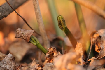 asparago selvatico in primavera