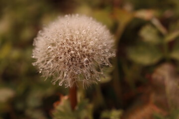 fiore di dente di leone © Simona