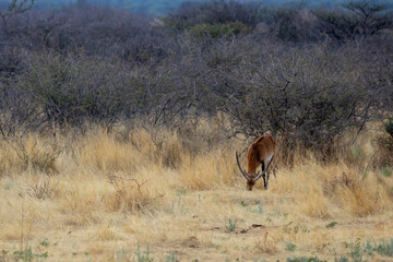 ellipsen waterbuck in the wild of namibia