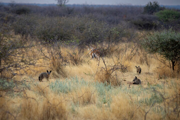 bat-eared foxes in the the wilderness of Namibia