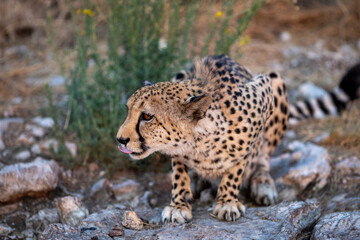 Fototapeta premium cheetah on the ground