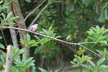 Eared Dove (Zenaida auriculata) and Palm Tanager perched on the same branch. Dove is pink and gray, Tanager is olive-green. Scene of bird interaction in the forest.
