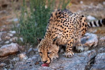 close up of eating cheetah