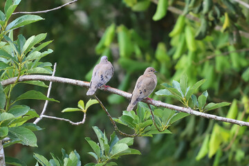 A pair of Eared Doves (Zenaida auriculata) perched on a branch among green foliage. Birds with gray and brown feathers and red feet. Wildlife and mating scene.