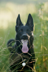 German Shepherd Dog on an autumn walk