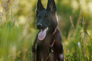 German Shepherd Dog on an autumn walk