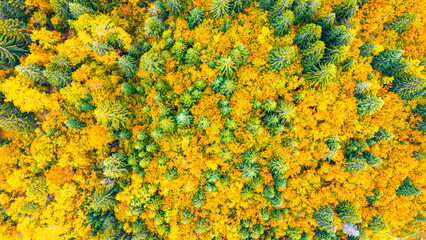 Top view of autumn forest mixing evergreen conifers with bright yellow and orange deciduous trees