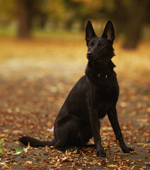 German Shepherd Dog on an autumn walk