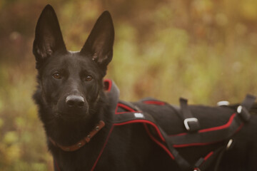 German Shepherd Dog on an autumn walk