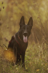 Naklejka premium German Shepherd Dog on an autumn walk