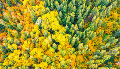 Vibrant aerial scene of green and yellow autumn forest trees forming natural contrast and seasonal harmony