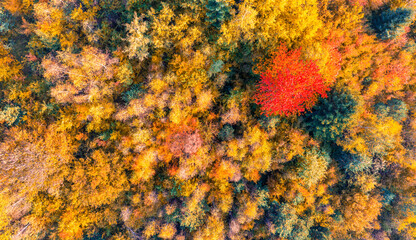 Drone photo of autumn forest with one striking red tree among orange and yellow foliage