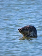 Fototapeta premium seal in water