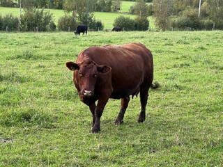 Curious brown cow standing in a green pasture in summer