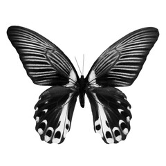 Beautiful tropical swallowtail butterfly black and white isolated on transparent background