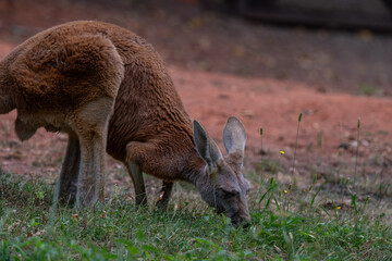 Red Kangaroo Grazing: Close-Up Portrait with Red Earth Background