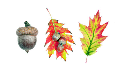 autumn leaves. ripe acorn and oak leaves isolated on transparent background. 