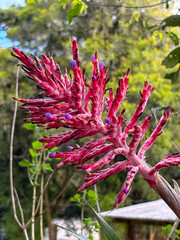 Flower of Aechmea distichantha, a species of bromeliad native to South America, with red leaves and small purple flowers contrasting against a green background.